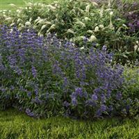 Caryopteris Emerald Crest