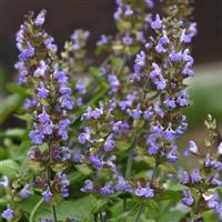 Salvia officinalis Silver Scent