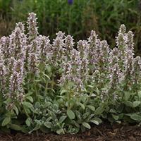 Stachys byzantina Little Lamb