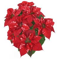 Sky™ Fantasy Poinsettia