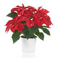 Sky™ Fantasy Poinsettia