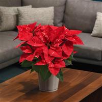 Sky™ Fantasy Poinsettia