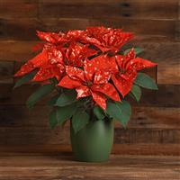 Sky™ Orange Poinsettia