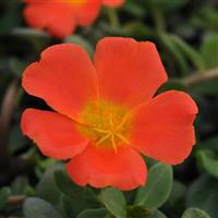 RíoGrande™ Orange Purslane