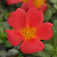 RíoGrande™ Scarlet Purslane