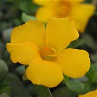 RíoGrande™ Yellow Purslane