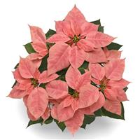 Pink Champagne Poinsettia