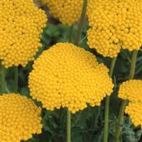 Achillea Parker's Gold