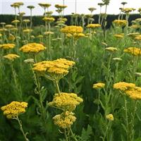 Achillea Parker's Gold