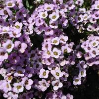 Sweetie Lavender Alyssum