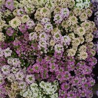 Sweetie Mix Alyssum