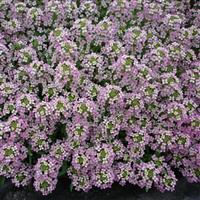 Sweetie Pink Alyssum