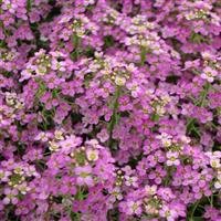 Sweetie Rose Alyssum