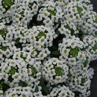 Sweetie White Alyssum