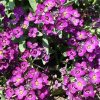 Sweetie Deep Purple Alyssum