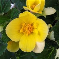 Beaugonia Funshine Begonia