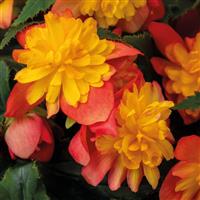 Beaugonia Harlequin Begonia