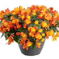 Beaugonia Harlequin Begonia