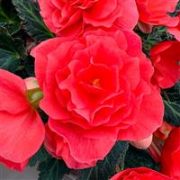 Beaugonia Salmon Begonia