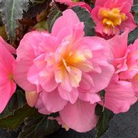 Beaugonia Pink Lemonade Begonia