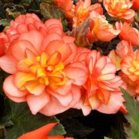 Beaugonia Poppy Peach Begonia