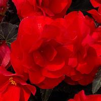 Beaugonia Rouge Noir Begonia