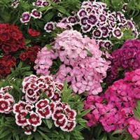 Tall Double Mix Dianthus