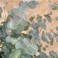 Silver Dollar Eucalyptus