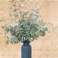 Silver Dollar Eucalyptus