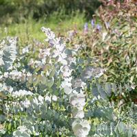 Silver Dollar Eucalyptus