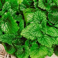 Limoncello Lemon Balm