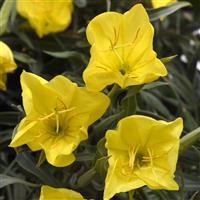 Oenothera missourensis Evening Sun