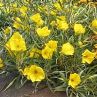 Oenothera missourensis Evening Sun