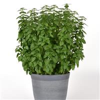 Everleaf Lemon Basil