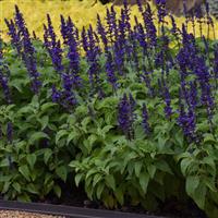 Mysty Salvia