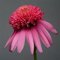 Echinacea Double Scoop™ Bubble Gum