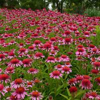 Echinacea Double Scoop™ Bubble Gum