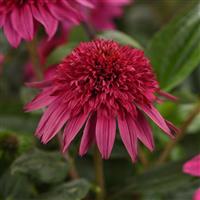 Echinacea Double Scoop™ Watermelon Deluxe