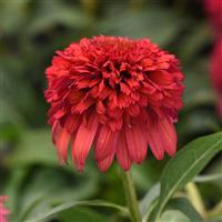 Echinacea Double Scoop™ Raspberry Deluxe