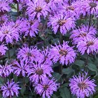 Monarda didyma Sugar Buzz<sup>®</sup> Blue Moon