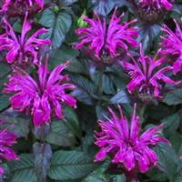 Monarda didyma Sugar Buzz<sup>®</sup> Rockin' Raspberry