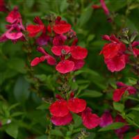 Salvia greggii Mirage™ Cherry Red