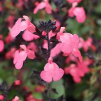 Salvia greggii Mirage™ Salmon