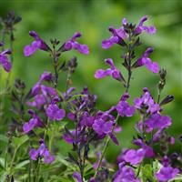 Salvia greggii Mirage™ Violet