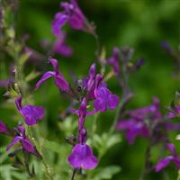 Salvia greggii Mirage™ Deep Purple