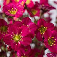 Saxifraga x arendsii Marto™ Hot Rose