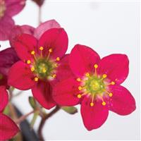 Saxifraga x arendsii Marto™ Red