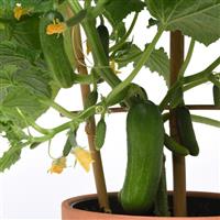 Quick Snack Edible Potted Cucumber