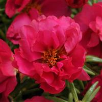 Happy Hour™ Fuchsia Portulaca