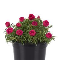 Happy Hour™ Fuchsia Portulaca